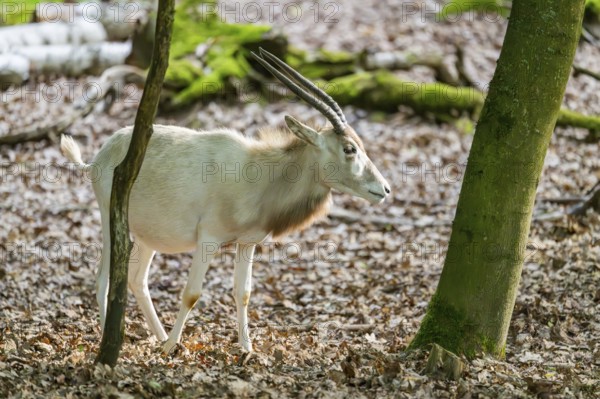 Addax (Addax nasomaculatus), standing in a forest, Bavaria, Germany
