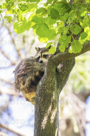 Common raccoon (Procyon lotor) on a tree in summer, Bavaria, Germany