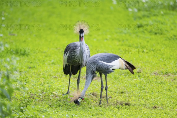 Black crowned crane (Balearica pavonina) walking on a meadow, Bavaria, Germany