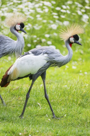 Black crowned crane (Balearica pavonina) walking on a meadow, Bavaria, Germany
