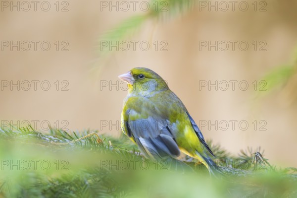 European greenfinch (Chloris chloris) sitting on a branch, Bavaria, Germany