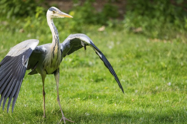 Grey heron (Ardea cinerea), landing on a meadow, Bavaria, Germany