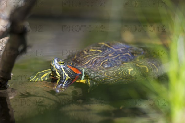 Red-eared slider (Trachemys scripta elegans) on a tree trunk, in the water of a little lake, Germany