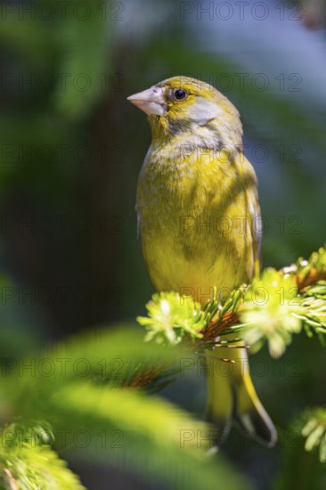European greenfinch (Chloris chloris) sitting on a branch in spring, Bavaria, Germany