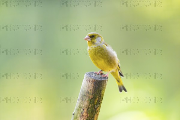 European greenfinch (Chloris chloris) sitting on a wood, Bavaria, Germany