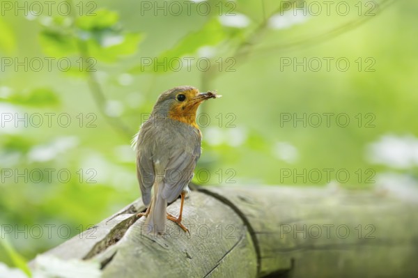 European robin (Erithacus rubecula) sitting on a wood, Bavaria, Germany