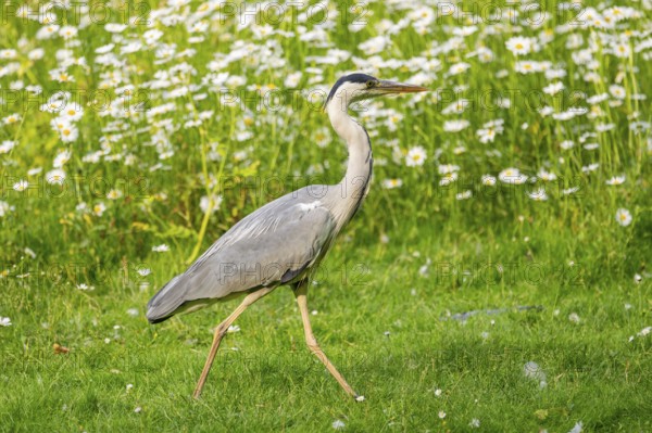 Grey heron (Ardea cinerea), walking on a meadow, Bavaria, Germany
