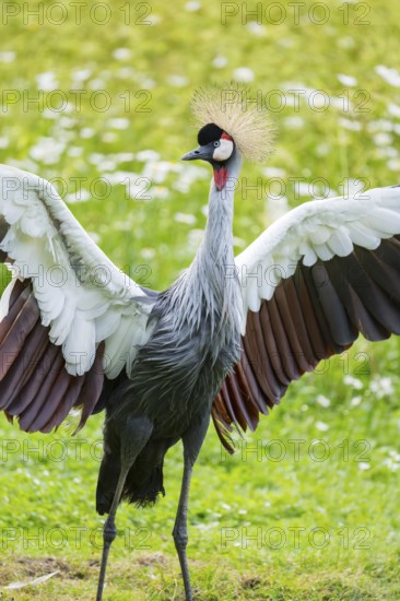 Black crowned crane (Balearica pavonina) standing on a meadow shaking its wings, Bavaria, Germany