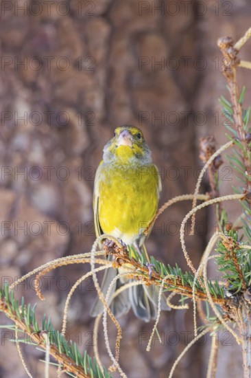 European greenfinch (Chloris chloris) sitting on a branch, Bavaria, Germany