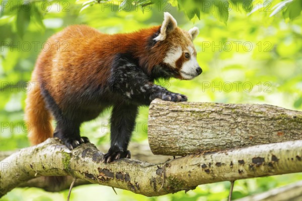Red panda (Ailurus fulgens) on a branch in a tree, captive, Germany