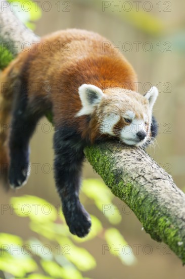 Red panda (Ailurus fulgens) lying on a branch in a tree, Germany