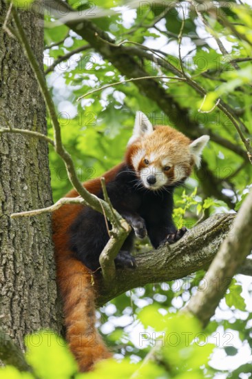 Red panda (Ailurus fulgens) on a tree, Germany
