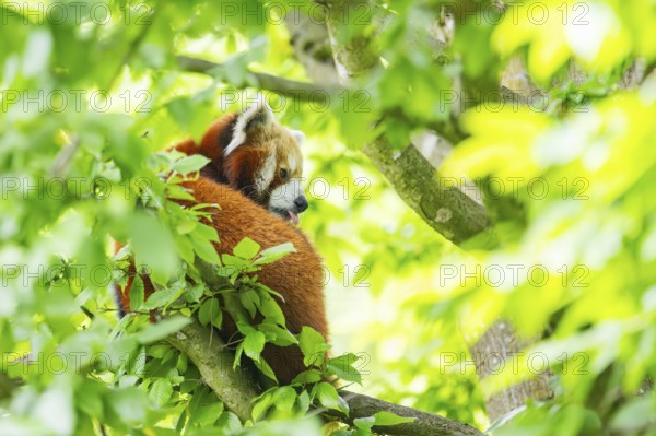 Red panda (Ailurus fulgens) on a tree, Germany