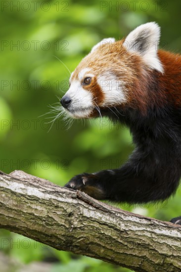 Red panda (Ailurus fulgens) on a branch in a tree, captive, Germany