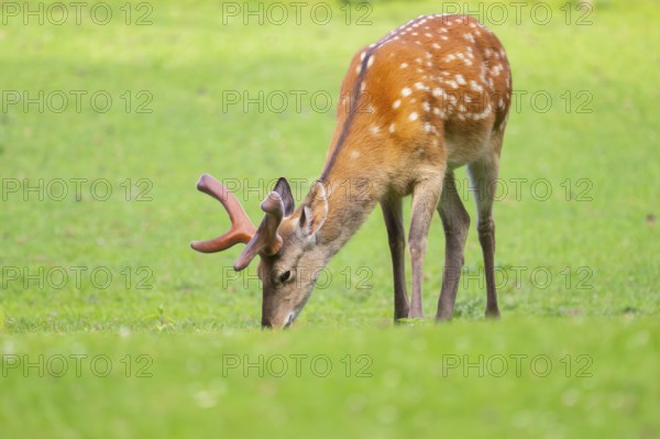 Sika deer (Cervus nippon) male standing on a meadow, Bavaria, Germany