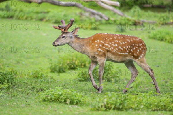 Sika deer (Cervus nippon) male walking on a meadow, Bavaria, Germany