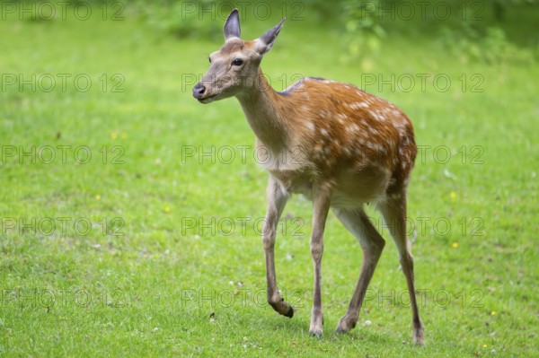 Sika deer (Cervus nippon) female walking on a meadow, Bavaria, Germany