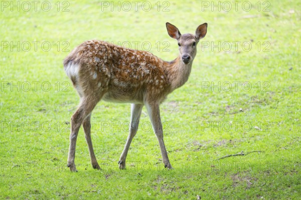 Sika deer (Cervus nippon) female standing on a meadow, Bavaria, Germany