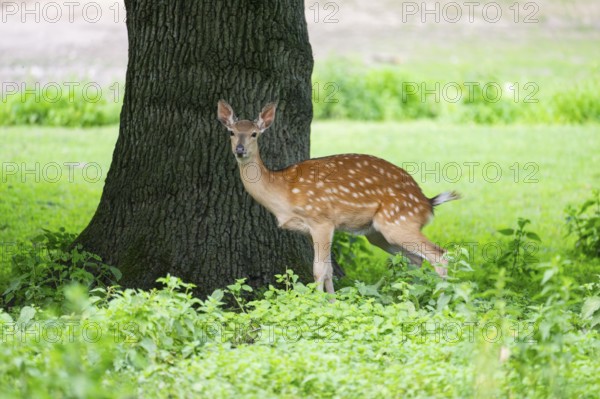 Sika deer (Cervus nippon) female standing under a tree, Bavaria, Germany