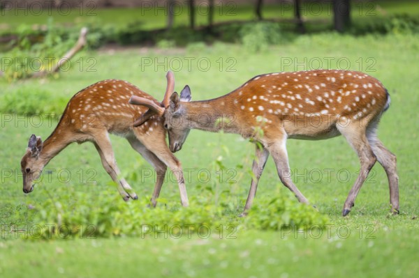 Sika deer (Cervus nippon) male pushing a female on a meadow, Bavaria, Germany