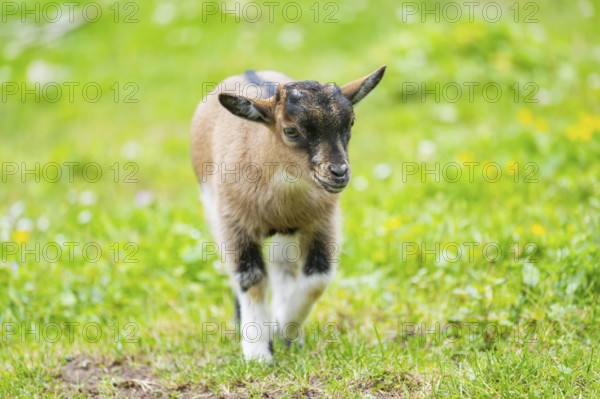 Domestic goat (Capra aegagrus hircus) kid walking on a meadow in spring, Bavaria, Germany