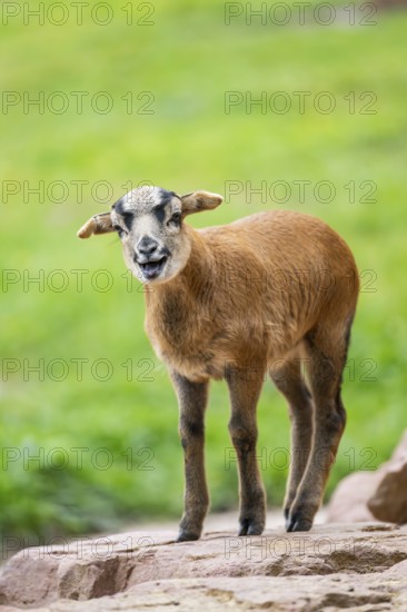 Cameroon sheep, domestic sheep (Ovis gmelini aries) youngster (lamb) on a rock, Bavaria, germany