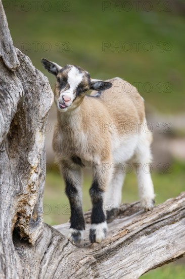 Domestic goat (Capra aegagrus hircus) kids on a an old tree trunk, Bavaria, Germany