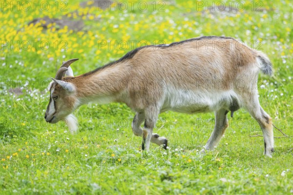 Domestic goat (Capra aegagrus hircus) walking on a meadow in spring, Bavaria, Germany