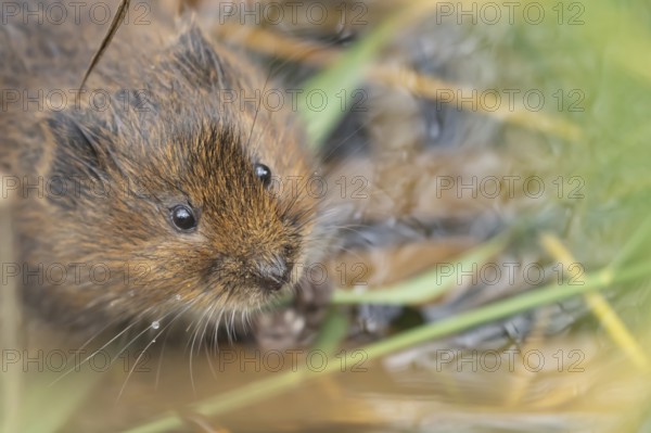 Water vole (Arvicola amphibius) adult rodent animal eating a reed stem in a pond in summer, RSPB Minsmere nature reserve, Suffolk, England, United Kingdom