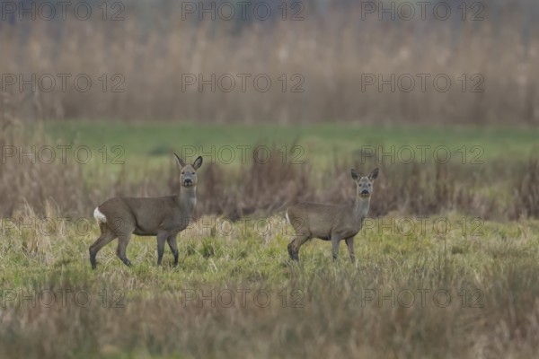 Roe deer (Capreolus capreolus) adult doe and juvenile fawn two animals in a fenland landscape in winter, Cambridgeshire, England, United Kingdom