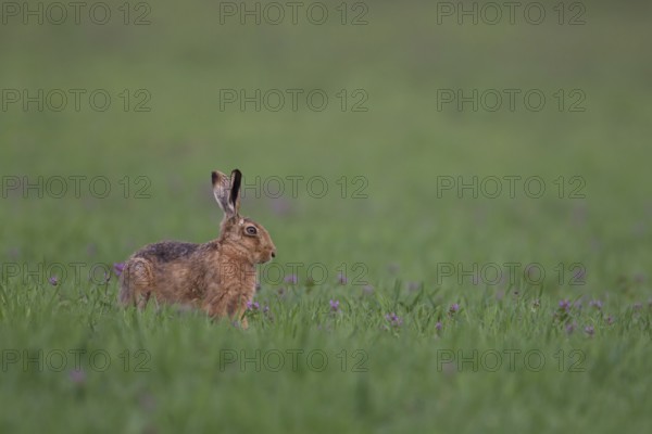 European brown hare (Lepus europaeus) adult animal in a farmland cereal field in spring, Suffolk, England, United Kingdom