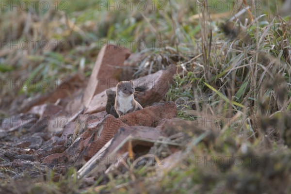 Weasel (Mustela nivalis) adult mustelid animal hunting in wasteland, Cambridgeshire, England, United Kingdom