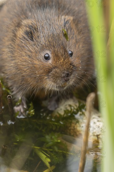 Water vole (Arvicola amphibius) adult rodent animal in a pond in summer, RSPB Minsmere nature reserve, Suffolk, England, United Kingdom