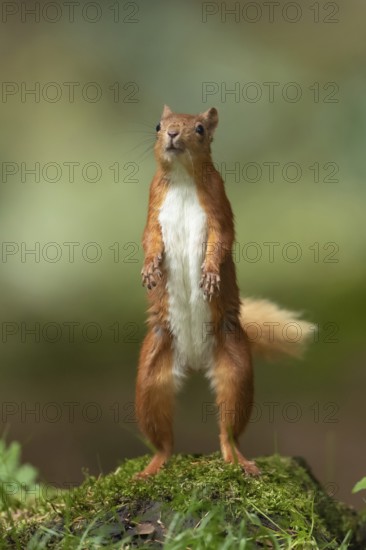 Red squirrel (Sciurus vulgaris) adult animal standing on its back legs in a woodland, Yorkshire, England, United Kingdom