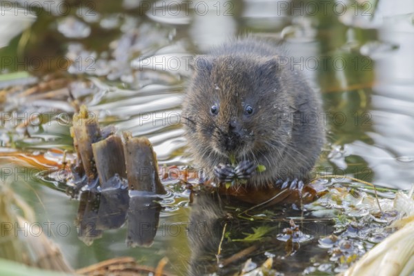 Water vole (Arvicola amphibius) adult rodent animal eating pond weed in a pond in summer, RSPB Minsmere nature reserve, Suffolk, England, United Kingdom