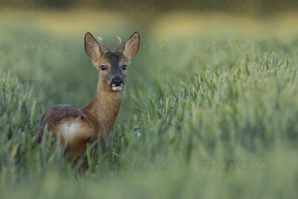 Roe deer (Capreolus capreolus) adult roebuck male buck in a farmland cereal crop in summer, Suffolk, England, United Kingdom