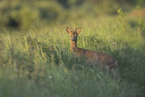 Roe deer (Capreolus capreolus) adult roebuck male buck on a roadside verge in summer, Suffolk, England, United Kingdom