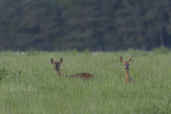Roe deer (Capreolus capreolus) adult female doe and roebuck male two animals in a farmland cereal crop in summer, Suffolk, England, United Kingdom