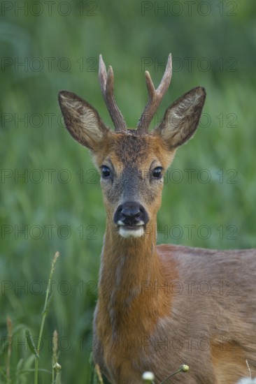 Roe deer (Capreolus capreolus) adult roebuck male buck in grassland in a woodland in summer, Suffolk, England, United Kingdom