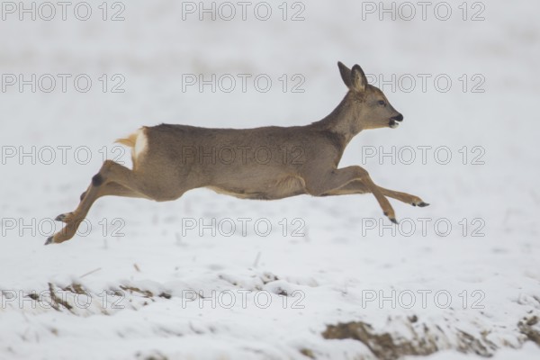 Roe deer (Capreolus capreolus) adult female doe running in a snow covered field in winter, Suffolk, England, United Kingdom