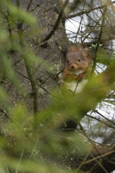Red squirrel (Sciurus vulgaris) adult animal on a tree branch, Yorkshire, England, United Kingdom
