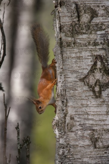 Red squirrel (Sciurus vulgaris) adult animal on a silver birch tree trunk in a woodland, Finland