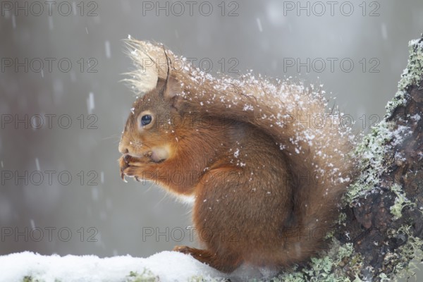 Red squirrel (Sciurus vulgaris) adult animal feeding on a nut in a snow storm in a woodland in winter, Scotland, United Kingdom