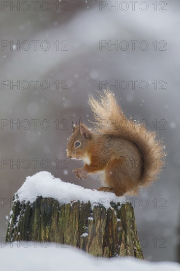 Red squirrel (Sciurus vulgaris) adult animal on a tree stump in a snow storm in a woodland in winter, Scotland, United Kingdom