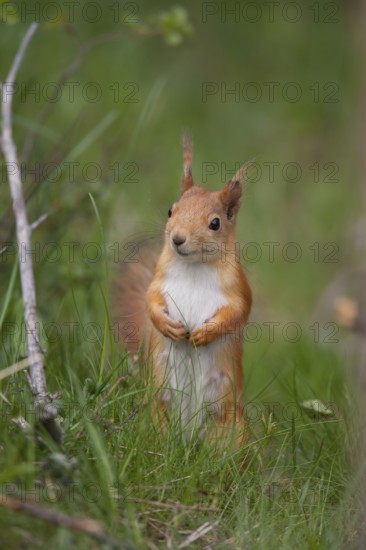 Red squirrel (Sciurus vulgaris) adult animal in a woodland, Finland