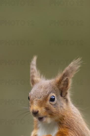 Red squirrel (Sciurus vulgaris) adult animal head portrait, Yorkshire, England, United Kingdom