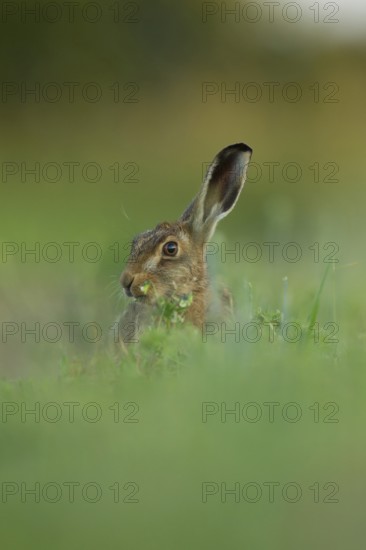 European brown hare (Lepus europaeus) adult animal eating in a farmland field in summer, Norfolk, England, United Kingdom