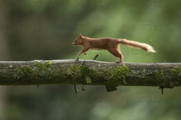 Red squirrel (Sciurus vulgaris) adult animal running along a tree branch in a woodland, Yorkshire, England, United Kingdom