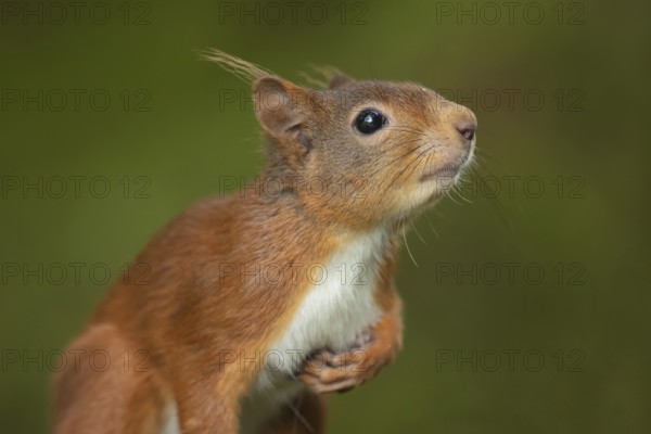 Red squirrel (Sciurus vulgaris) adult animal head portrait, Yorkshire, England, United Kingdom