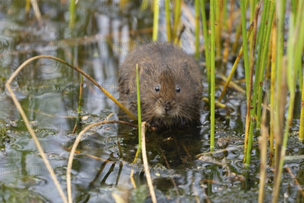 Water vole (Arvicola amphibius) adult rodent animal amongst reeds in a pond in summer, RSPB Minsmere nature reserve, Suffolk, England, United Kingdom